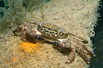 ��������� ����, ��� ��������� (Pachygrapsus marmoratus)