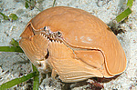 ��������� ���� (Calappa calappa)