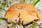 ��������� ���� (Calappa calappa)