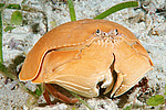 ��������� ���� (Calappa calappa)