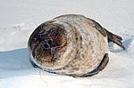 ��������� ����� (Pusa hispida)