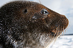 ��������� ����� (Pusa hispida)