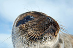 ��������� ����� (Pusa hispida)