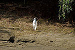 ����� ����� ����� (Egretta garzetta) �����, �������
