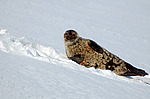 ��������� ����� (Pusa hispida)
