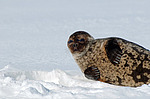 ��������� ����� (Pusa hispida)