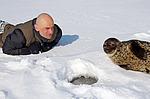 ��������� ����� (Pusa hispida)