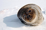 ��������� ����� (Pusa hispida)