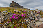 ���������� ����������������� (Saxifraga oppositifolia) ����������� �������� �� ����� ������-������