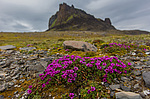 ���������� ����������������� (Saxifraga oppositifolia) ����������� �������� �� ����� ������-������