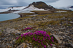 ���������� ����������������� (Saxifraga oppositifolia) ����������� �������� �� ����� ������-������