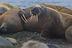 ���� (Odobenus rosmarus) ����� ������ ������, ������� ������ �� �������