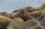 ���� (Odobenus rosmarus) ����� ������ ������, ������� ������ �� �������