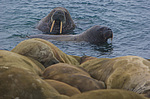 ���� (Odobenus rosmarus) ����� ������ ������, ������� ������ �� �������