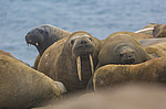 ���� (Odobenus rosmarus) ����� ������ ������, ������� ������ �� �������