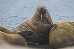 ���� (Odobenus rosmarus) ����� ������ ������, ������� ������ �� �������