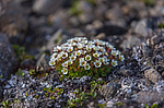 ���������� ��������� (Saxifraga cespitosa) ����������� �������� �� ����� ������-������