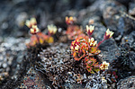 ���������� ��������� (Saxifraga cespitosa) ����������� �������� �� ����� ������-������