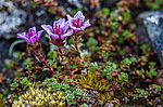 ���������� ����������������� (Saxifraga oppositifolia) ����������� �������� �� ����� ������-������