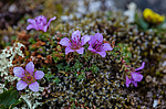 ���������� ����������������� (Saxifraga oppositifolia) ����������� �������� �� ����� ������-������