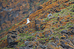 ���������� (Larus hyperboreus) ����������� ����� �� ����� ������-������