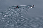 ������������ ����� (Uria lomvia) ����������� ����� �� ����� ������-������