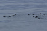 ������������ ����� (Uria lomvia) ����������� ����� �� ����� ������-������