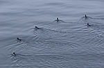 ������������ ����� (Uria lomvia) ����������� ����� �� ����� ������-������