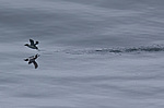 ������������ ����� (Uria lomvia) ����������� ����� �� ����� ������-������