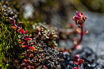 ���������� ����������������� (Saxifraga oppositifolia) ����������� �������� �� ����� ������-������