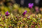 ���������� ����������������� (Saxifraga oppositifolia) ����������� �������� �� ����� ������-������