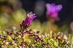 ���������� ����������������� (Saxifraga oppositifolia) ����������� �������� �� ����� ������-������