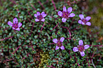 ���������� ����������������� (Saxifraga oppositifolia) ����������� �������� �� ����� ������-������