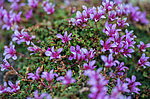 ���������� ����������������� (Saxifraga oppositifolia) ����������� �������� �� ����� ������-������