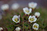 ���������� ��������� (Saxifraga cespitosa) ����������� �������� �� ����� ������-������