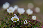 ���������� ��������� (Saxifraga cespitosa) ����������� �������� �� ����� ������-������