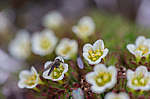 ���������� ��������� (Saxifraga cespitosa) ����������� �������� �� ����� ������-������
