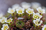 ���������� ��������� (Saxifraga cespitosa) ����������� �������� �� ����� ������-������