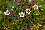 ���������� ��������� (Saxifraga cespitosa) ����������� �������� �� ����� ������-������
