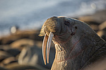 ���� (Odobenus rosmarus) ����� ������ ������, ������� ������ �� �������