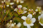 ���������� ��������� (Saxifraga cespitosa) ����������� �������� �� ����� ������-������