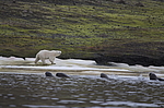 ����� ������� (Ursus maritimus) �� ������� ������. ���������� �������, ���, ������