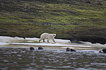 ����� ������� (Ursus maritimus) �� ������� ������. ���������� �������, ���, ������