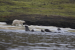 ����� ������� (Ursus maritimus) �� ������� ������. ���������� �������, ���, ������