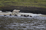 ����� ������� (Ursus maritimus) �� ������� ������. ���������� �������, ���, ������