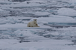 ����� ������� (Ursus maritimus) �� �����. ������ �������� � ��� �����������, ���, ������
