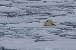 ����� ������� (Ursus maritimus) �� �����. ������ �������� � ��� �����������, ���, ������