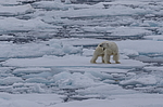����� ������� (Ursus maritimus) �� �����. ������ �������� � ��� �����������, ���, ������