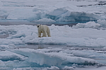 ����� ������� (Ursus maritimus) �� �����. ������ �������� � ��� �����������, ���, ������