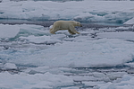 ����� ������� (Ursus maritimus) �� �����. ������ �������� � ��� �����������, ���, ������